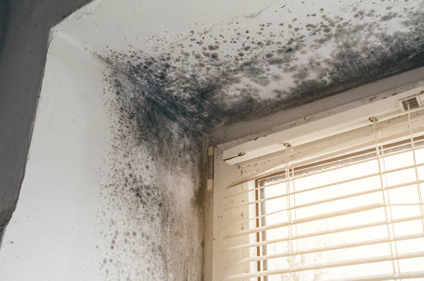 Affordable Basement Mold Removal solutions in La Vergne, TN